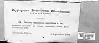 Pulvinula convexella image